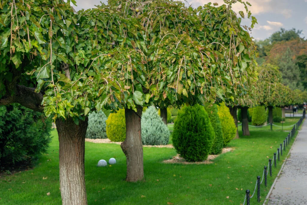 Sövénynyírás és levélszedés a 16. kerületben – kertfenntartás fix áron